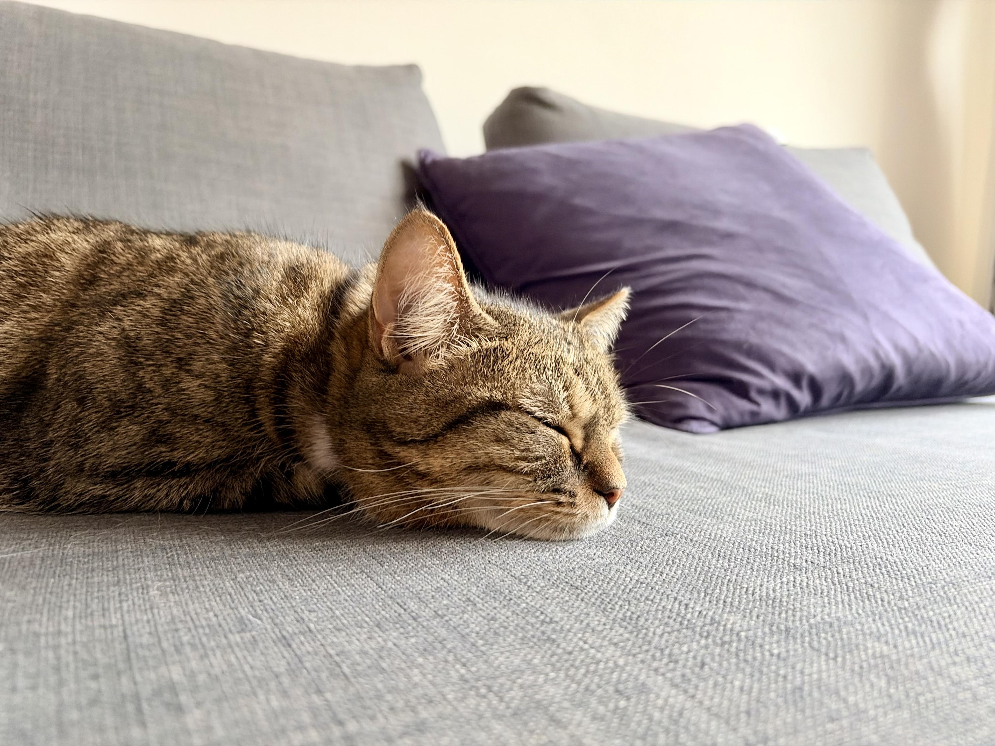 Carrot the cat